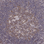 Anti-NUP37 Antibody