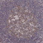 Immunohistochemical staining of human tonsil shows strong positivity in nuclear membrane in germinal center cells.