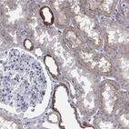 Anti-TINAG Antibody