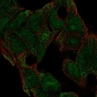 Immunofluorescent staining of human cell line Hep G2 shows localization to nucleoplasm & cytosol.