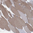 Immunohistochemical staining of human skeletal muscle shows high expression.