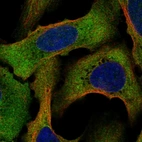 Immunofluorescent staining of human cell line U-2 OS shows localization to cytosol.