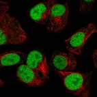 Immunofluorescent staining of human cell line Hep G2 shows localization to nucleoplasm.