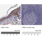 Anti-GJB4 Antibody