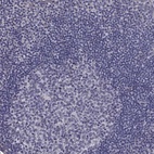 Anti-GJB4 Antibody