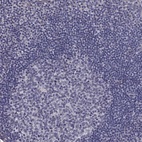 Immunohistochemical staining of human lymph node shows low expression as expected.