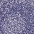 Immunohistochemical staining of human lymph node shows low expression as expected.