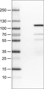 Lane 1: Marker [kDa]_br/_Lane 2: Negative control (vector only transfected HEK293T lysate) _br/_Lane 3: SATB2 Over-expression Lysate (Co-expressed with a C-terminal myc-DDK tag (~3.1 kDa) in mammalian HEK293T cells, LY414656)
