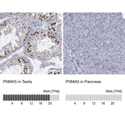 Anti-PNMA5 Antibody