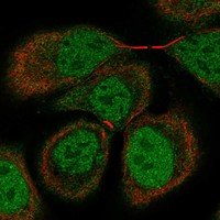 Anti-OSBPL7 Antibody