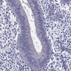 Immunohistochemical staining of human endometrium shows low expression as expected.