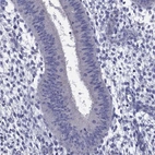 Immunohistochemical staining of human endometrium shows low expression as expected.