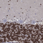 Immunohistochemical staining of human cerebellum shows moderate to strong nuclear positivity in granular and molecular layer neurons.