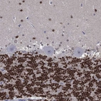 Immunohistochemical staining of human cerebellum shows moderate to strong nuclear positivity in granular and molecular layer neurons.
