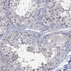Immunohistochemical staining of human testis shows weak nuclear positivity in a subset of cells in seminiferous ducts.