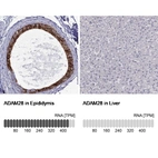 Anti-ADAM28 Antibody
