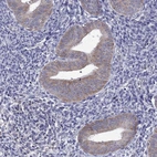 Immunohistochemical staining of human endometrium shows moderate cytoplasmic positivity in glandular cells.