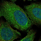 Immunofluorescent staining of human cell line U-2 OS shows localization to plasma membrane & mitochondria.