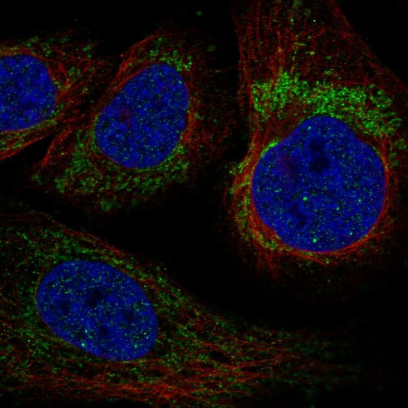 Anti-YARS2 Antibody