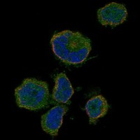 Anti-OR10P1 Antibody