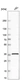 Anti-RNF34 Antibody