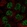Anti-RNF34 Antibody