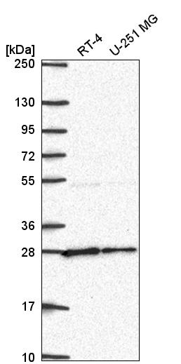 Anti-NUDT21 Antibody