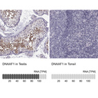 Anti-DNAAF1 Antibody