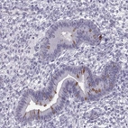 Immunohistochemical staining of human endometrium shows moderate cytoplasmic positivity in glandular cells.