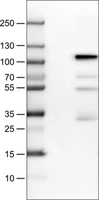 Lane 1: Marker [kDa]_br/_Lane 2: Negative control (vector only transfected HEK293T lysate) _br/_Lane 3: SATB2 Over-expression Lysate (Co-expressed with a C-terminal myc-DDK tag (~3.1 kDa) in mammalian HEK293T cells, LY414656)