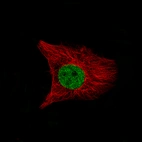Immunofluorescence staining of U-138 MG cells using the Anti-SATB2 monoclonal antibody, showing specific staining in the nucleoplasm in green. Microtubule- and nuclear probes are visualized in red and blue, respectively (where available).