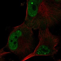Anti-POLR3G Antibody