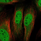 Immunofluorescent staining of human cell line U2OS shows localization to nucleoplasm & cytosol.