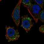 Immunofluorescent staining of human cell line PC-3 shows localization to vesicles.