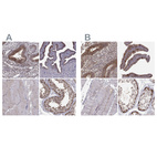 Anti-HSP90AB1 Antibody
