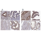 Anti-HSP90AB1 Antibody