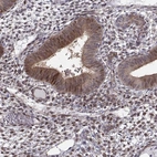 Immunohistochemical staining of human endometrium shows strong cytoplasmic/membranous positivity in glandular cells.
