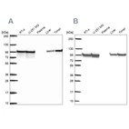 Western blot analysis using Anti-HSP90AB1 antibody HPA074351 (A) shows similar pattern to independent antibody HPA055729 (B).