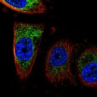 Anti-CISD1 Antibody