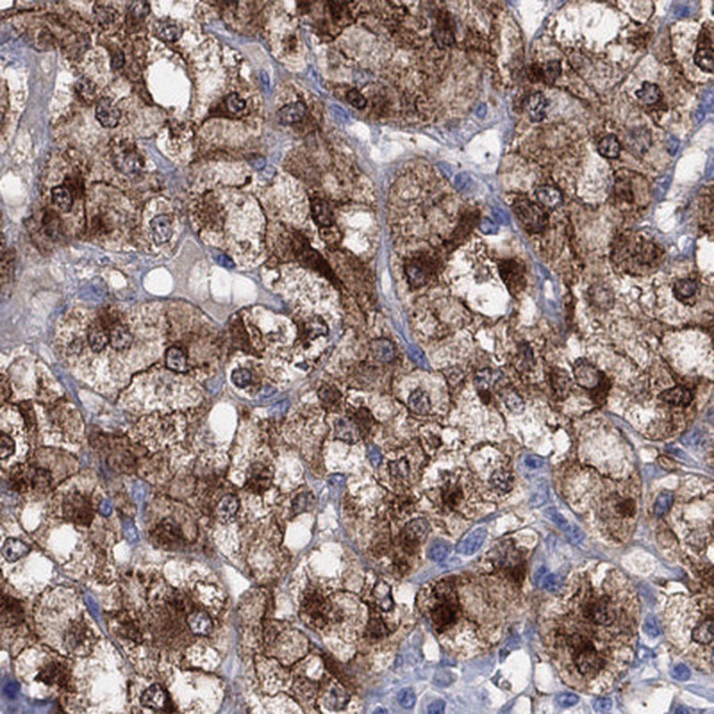 Anti-CPLX2 Antibody