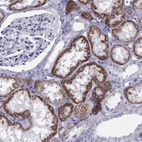 Immunohistochemical staining of human kidney shows high expression.
