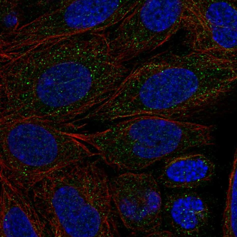 Anti-CYP2C18 Antibody
