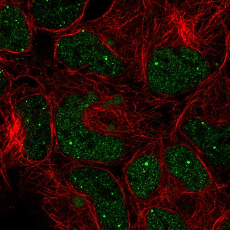 Anti-GON4L Antibody