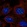 Anti-FAM173B Antibody