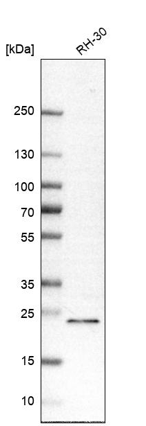 Anti-RAB8B Antibody