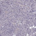 Immunohistochemical staining of human pancreas shows low expression as expected.
