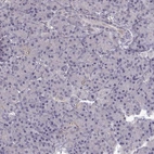Immunohistochemical staining of human pancreas shows low expression as expected.