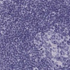 Anti-MAGEB2 Antibody