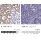 Anti-SLC22A6 Antibody