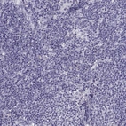Immunohistochemical staining of human lymph node shows no positivity in non-germinal center cells as expected.